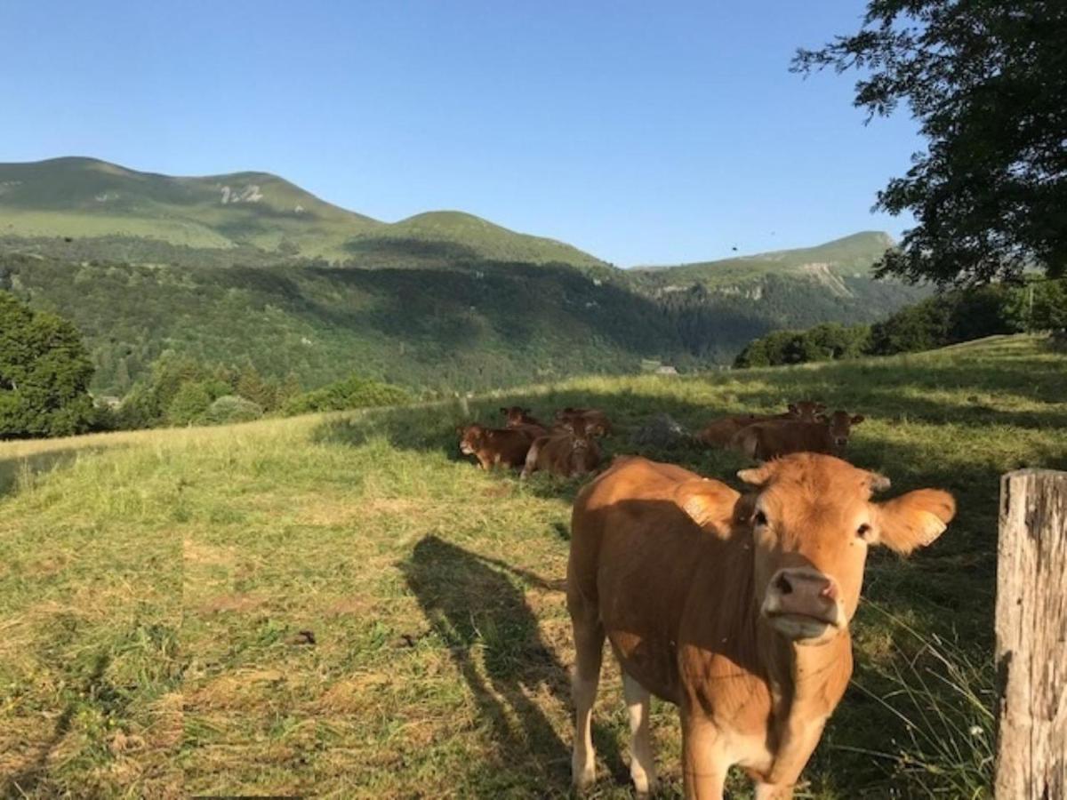 Mont-Dore T3 Duplex Avec Wifi Et Animaux Admis - Fr-1-608-26 Exteriör bild